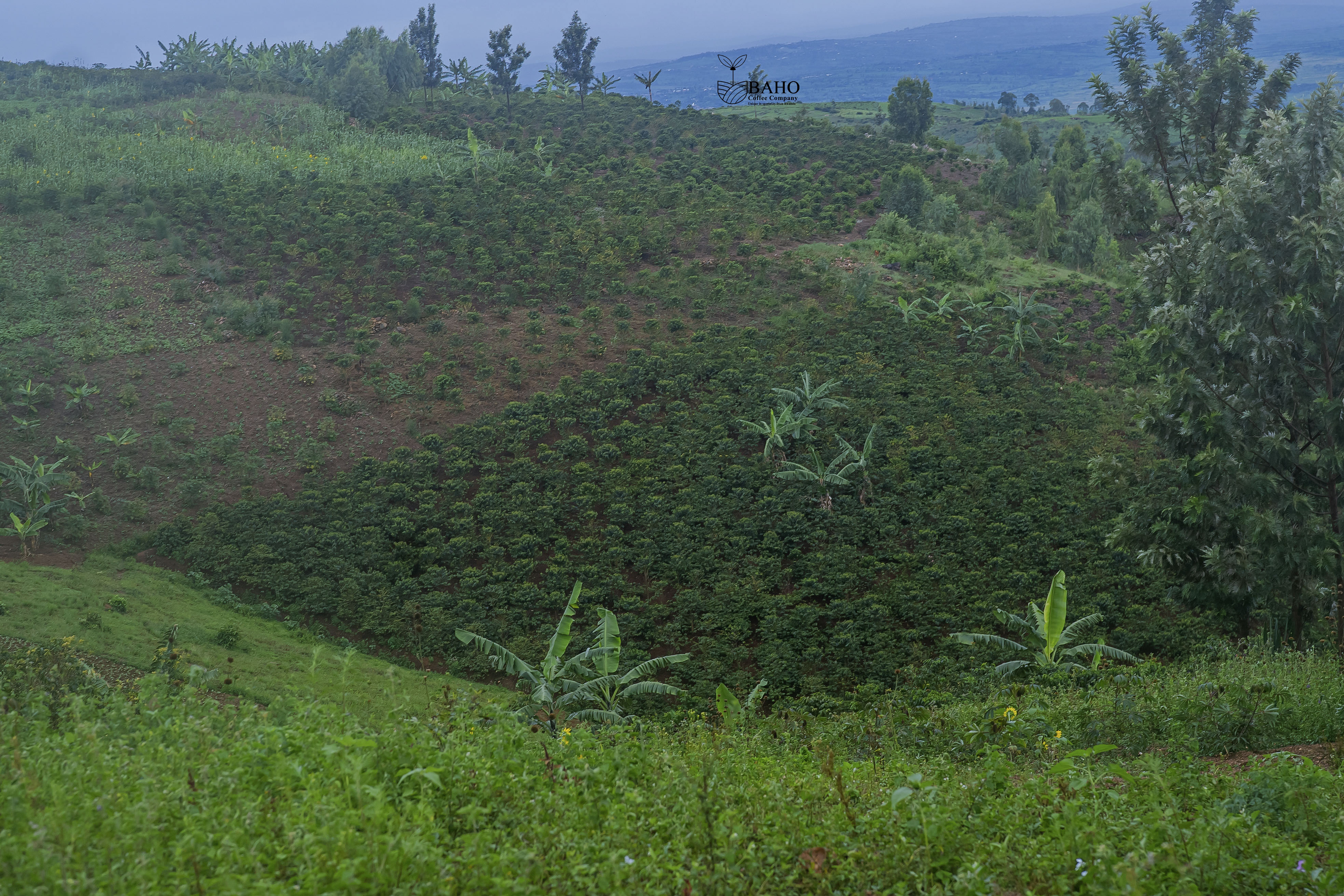 Baho Coffee Product