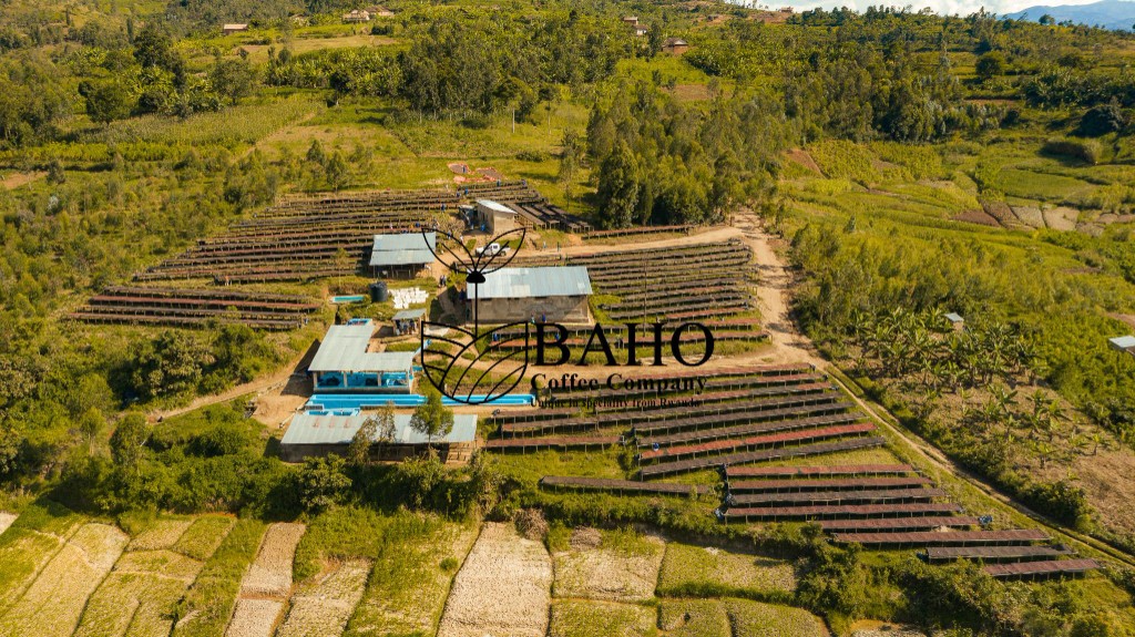 Kinazi Coffee Washing Station